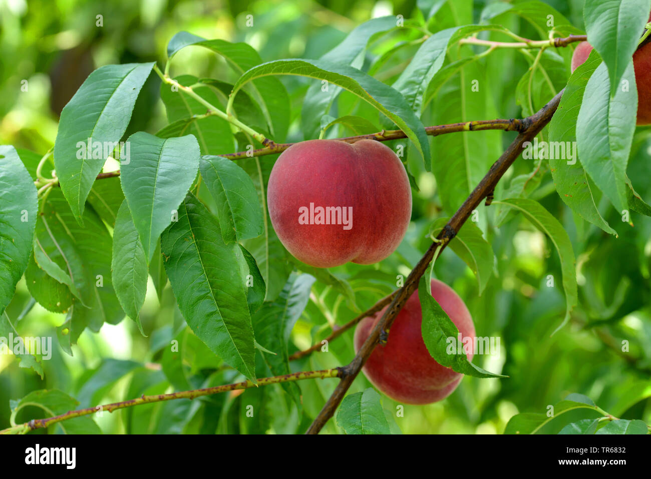 Pesche (Prunus persica "aura", Prunus persica Maura), le pesche su un albero, cultivar Maura Foto Stock