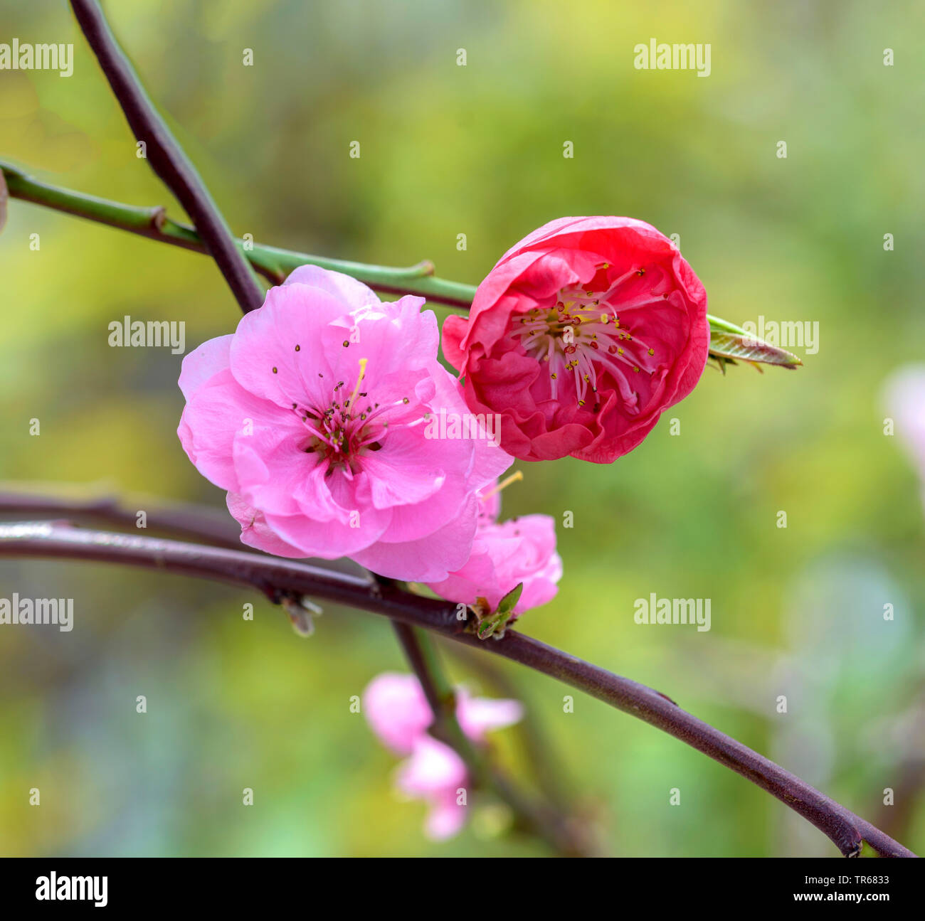 Pesche (Prunus persica 'Melred piangenti', Prunus persica Melred piangendo), fiori di cultivar Melred pianto Foto Stock