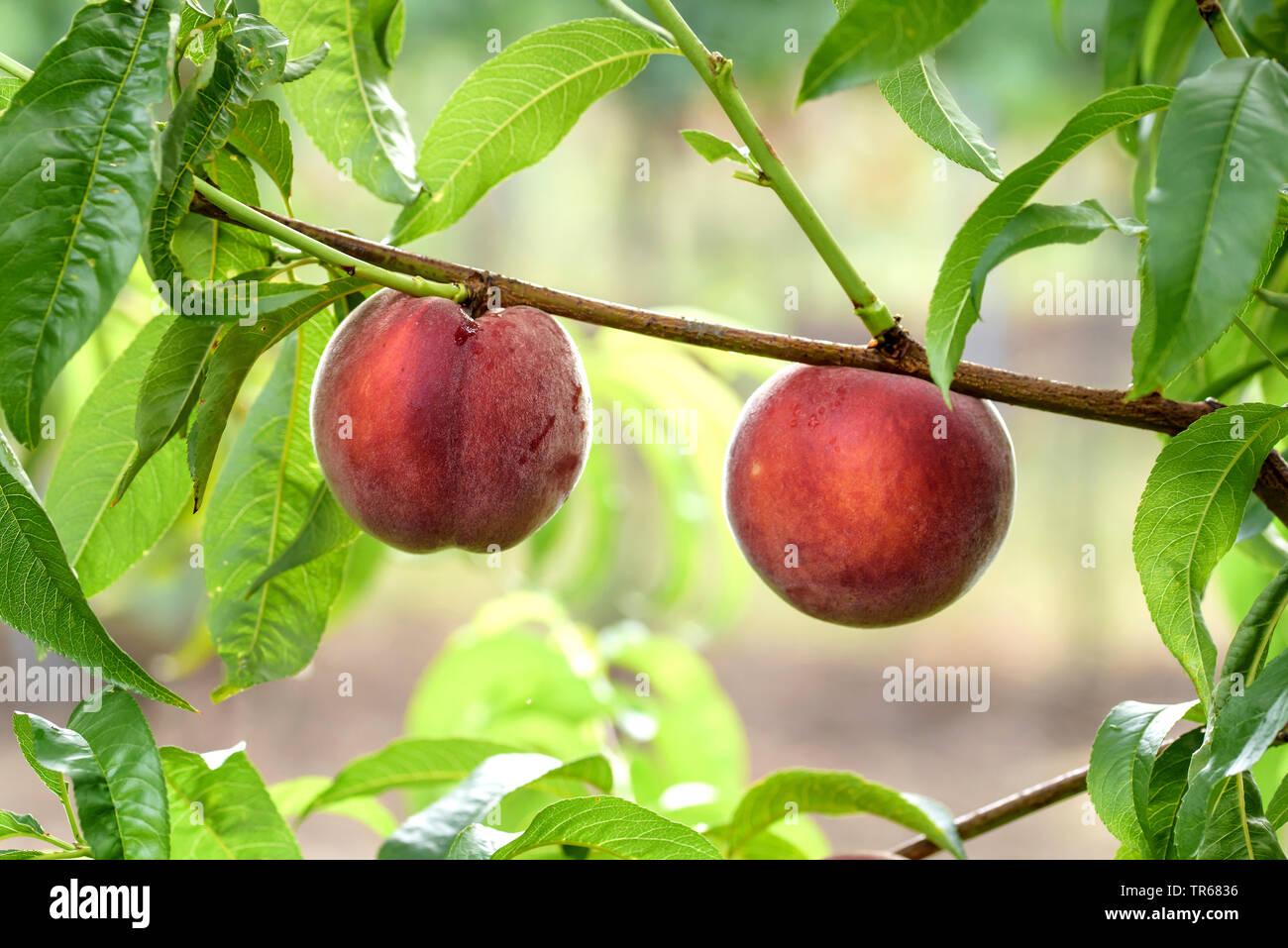 Pesche (Prunus persica 'Royal Gem', Prunus persica Royal Gem), le pesche su un albero, cultivar Royal Gem Foto Stock