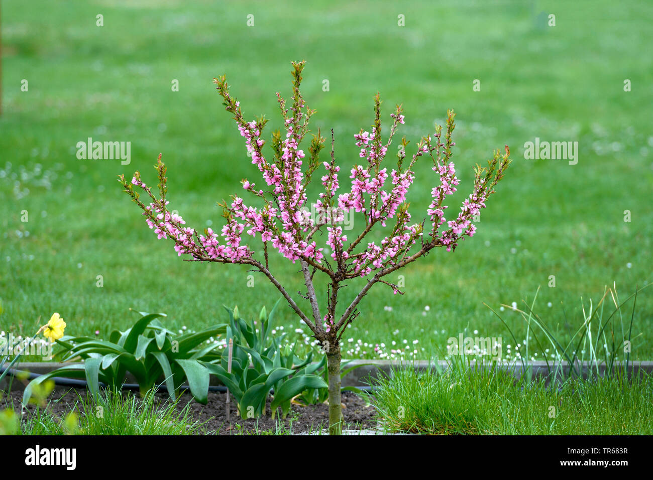 Pesche (Prunus persica), albero in fiore, Germania Foto Stock