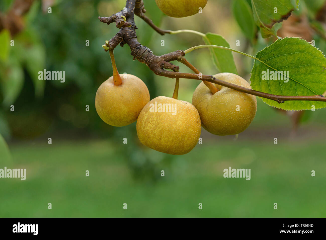 Shinseiki pera asiatica, asiatici pera, pera Nashi (Pyrus pyrifolia 'Shinseiki', Pyrus pyrifolia Shinseiki), pere Nashi su un albero, cultivar Shinseiki Foto Stock