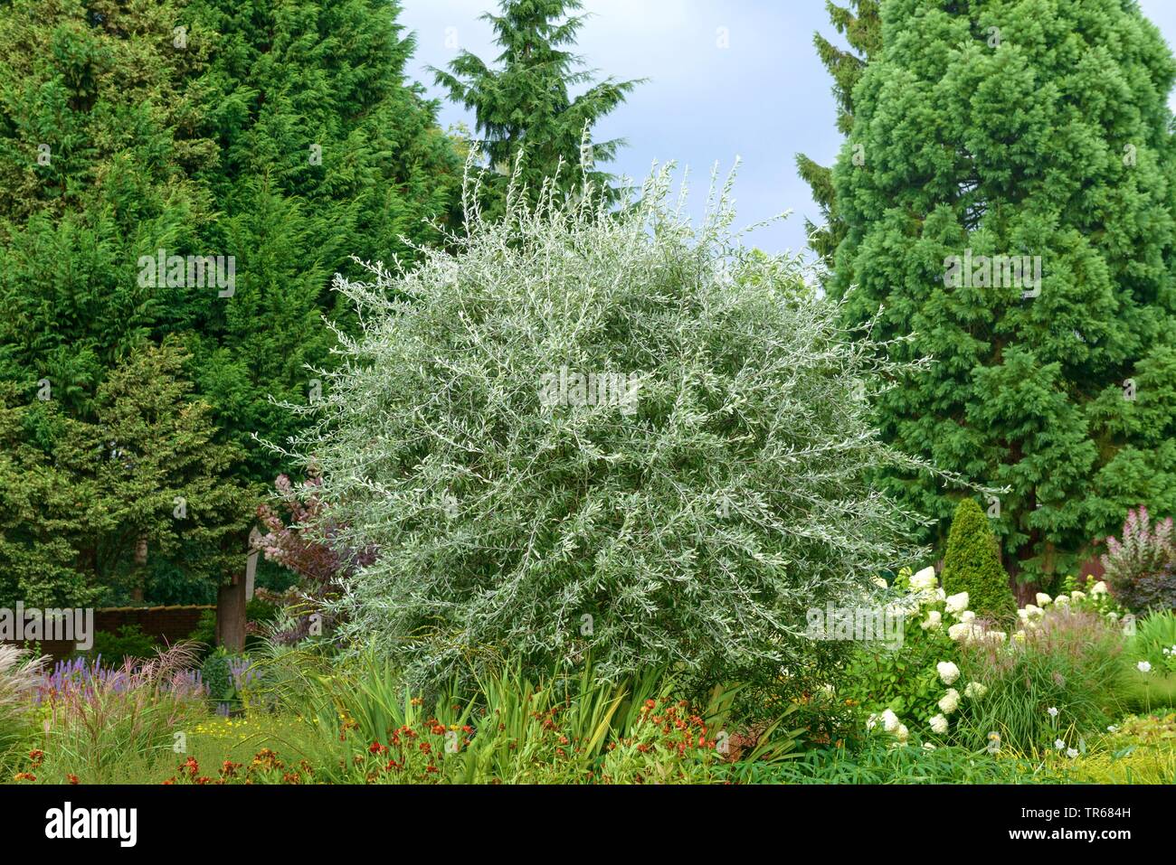 Willow-lasciato pera, Willow lasciarono pera, Willowleaf Pera, piangendo pera (Pyrus salicifolia 'Pendula', Pyrus salicifolia pendula), cultivar Pendula, Germania, Bassa Sassonia Foto Stock