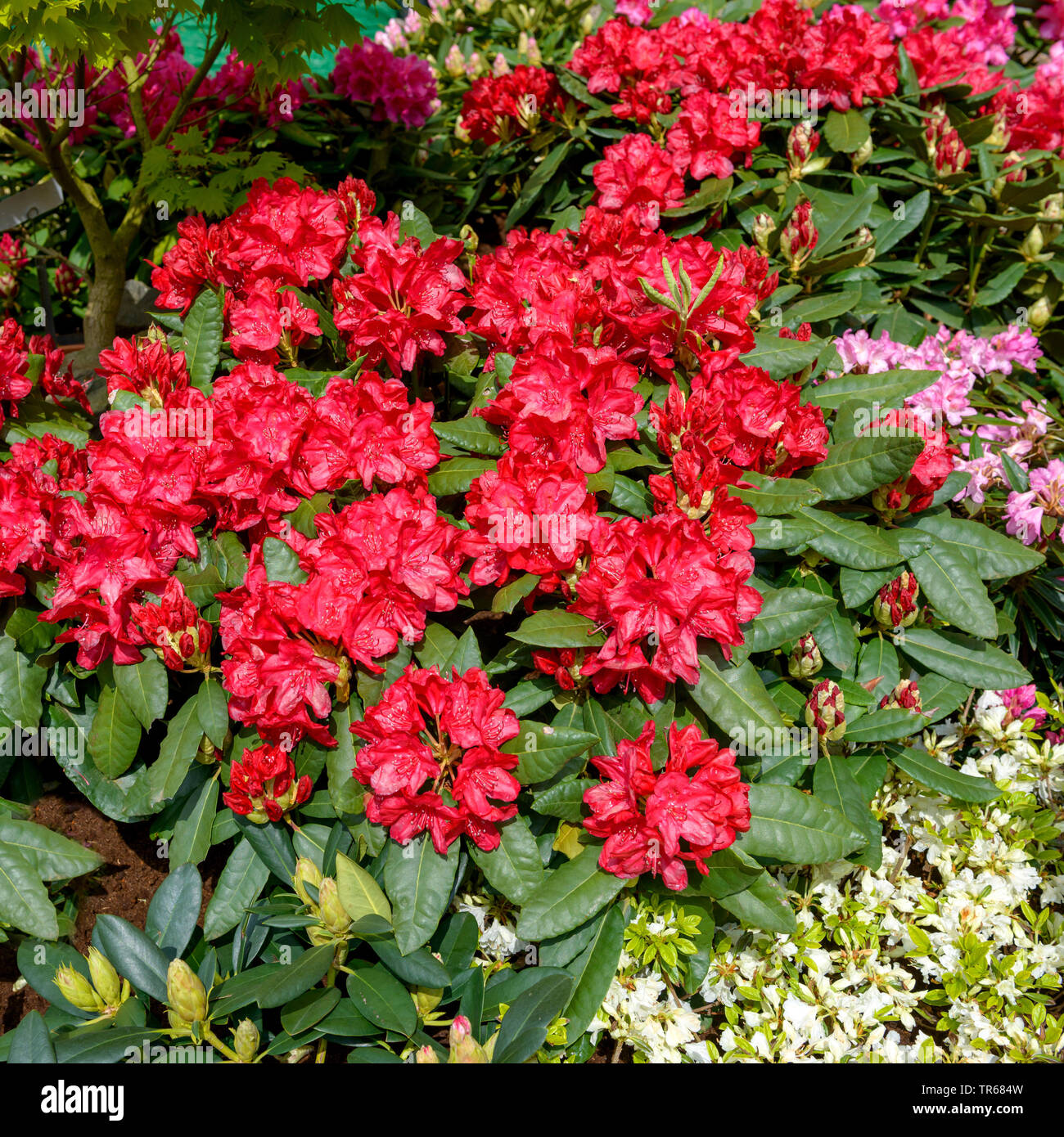 Rhododendron (Rhododendron Feuerschein), fioritura, cultivar Feuerschein Foto Stock