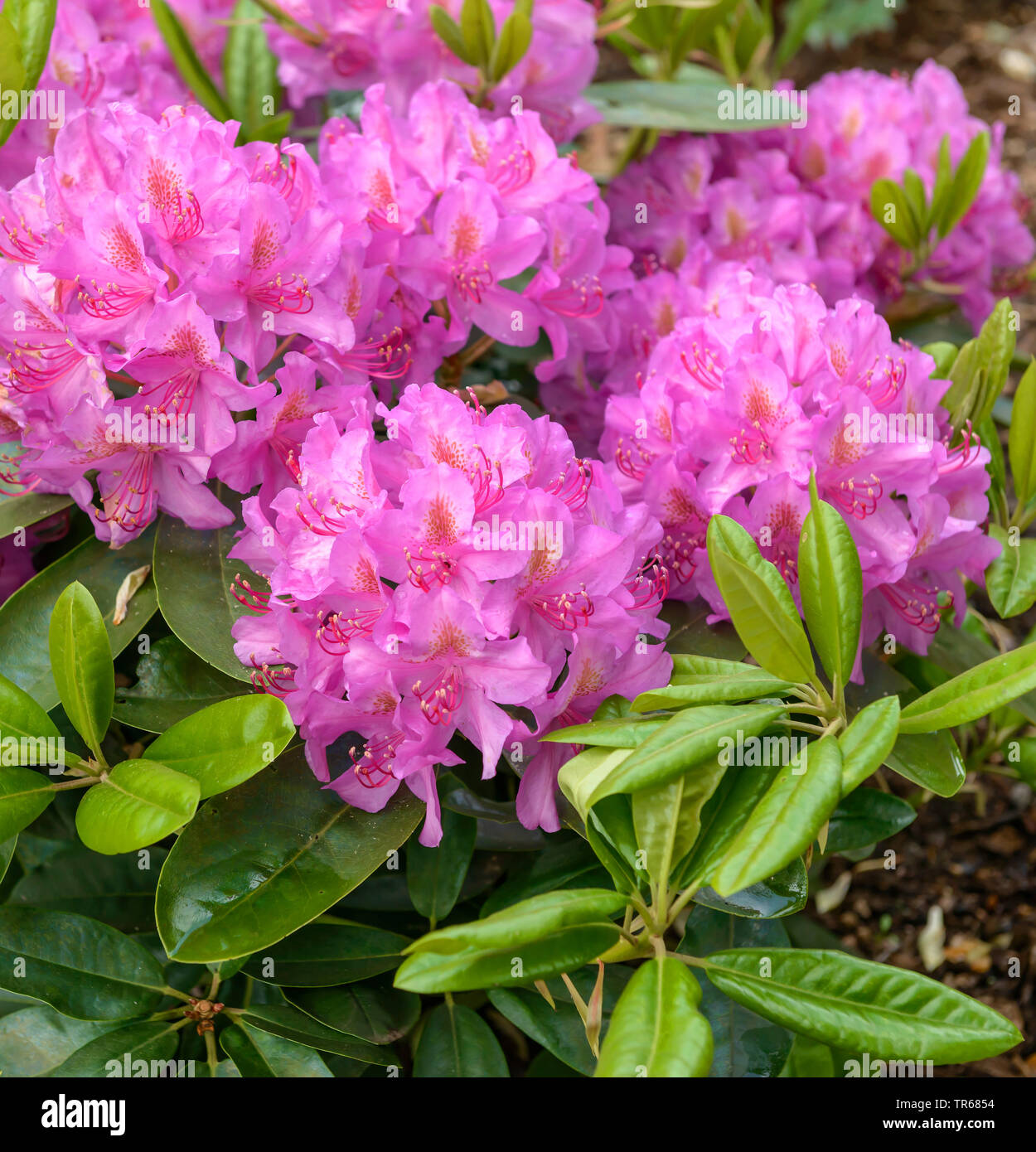 Rhododendron Catawba Catawba, Rose Bay (Rhododendron 'Rosa viola sogno", rododendro rosa sogno viola, Rhododendron catawbiense), fioritura, cultivar rosa sogno viola Foto Stock