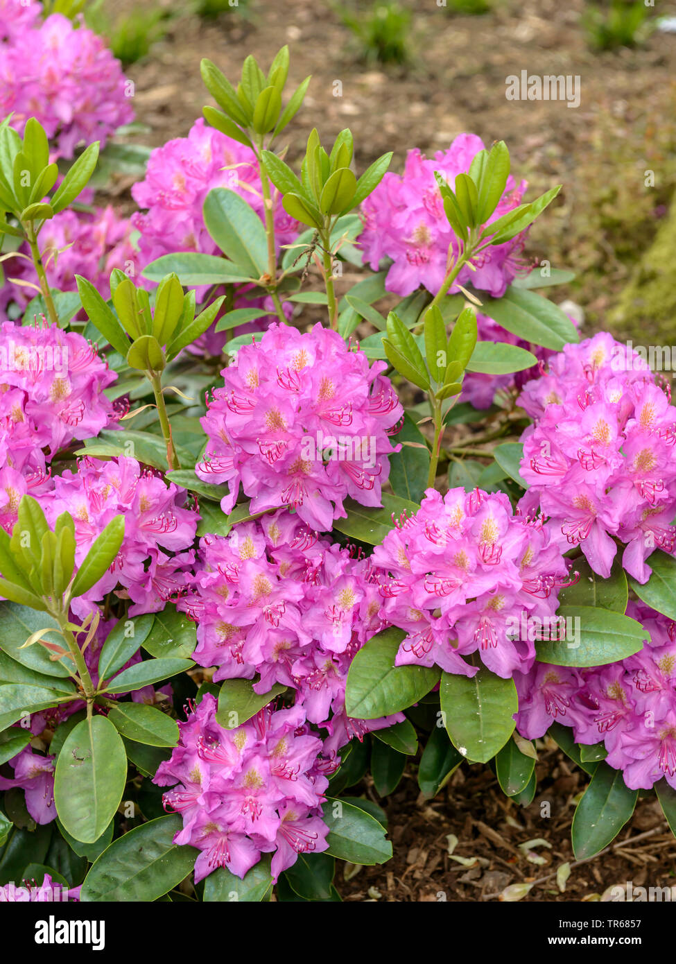 Rhododendron Catawba Catawba, Rose Bay (Rhododendron 'Rosa viola sogno", rododendro rosa sogno viola, Rhododendron catawbiense), fioritura, cultivar rosa sogno viola Foto Stock