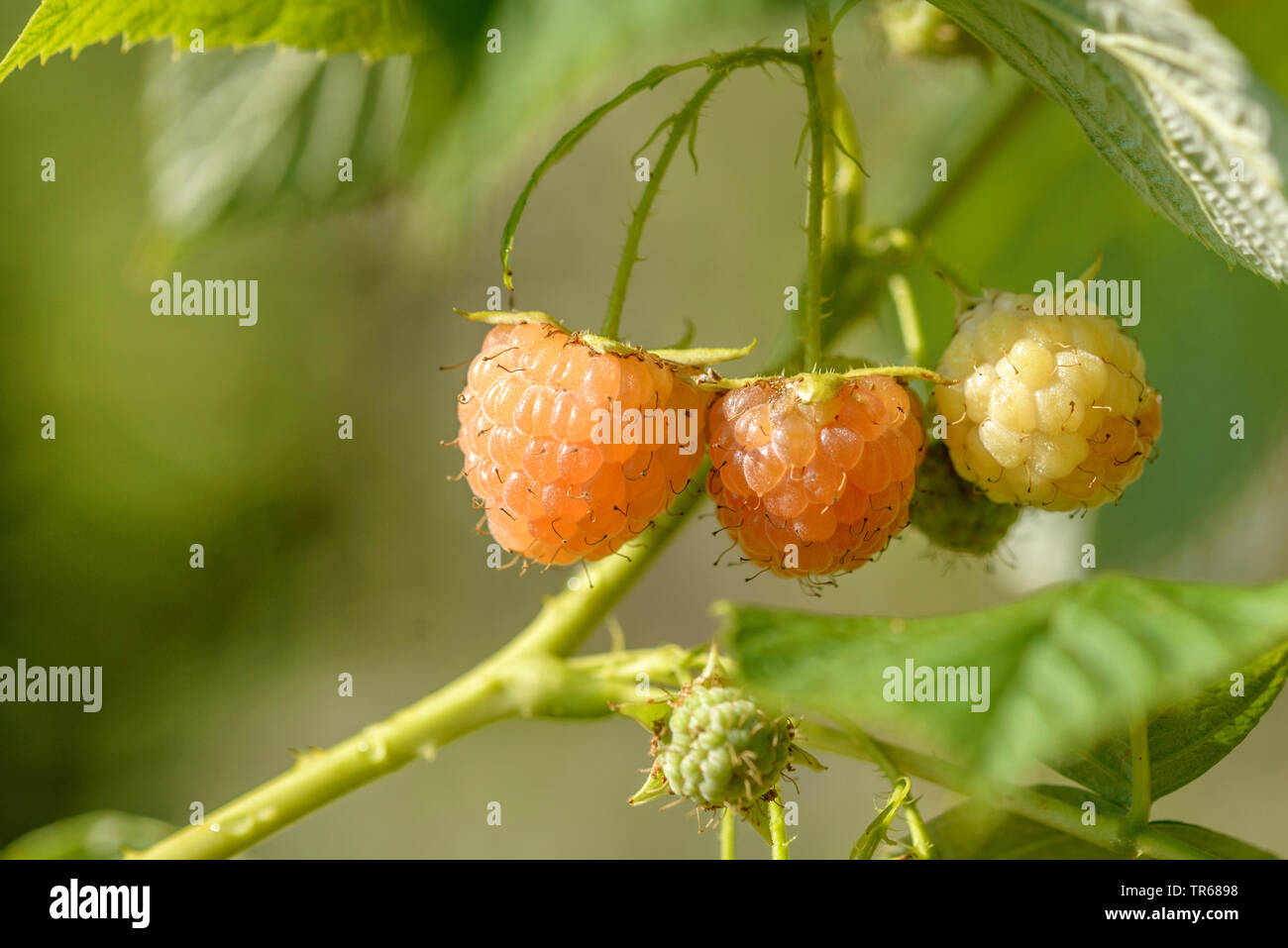 Unione rosso lampone (Rubus idaeus 'Poranna Rosa', Rubus idaeus Poranna Rosa), frutti di cultivar Poranna Rosa, in Germania, in Baviera Foto Stock