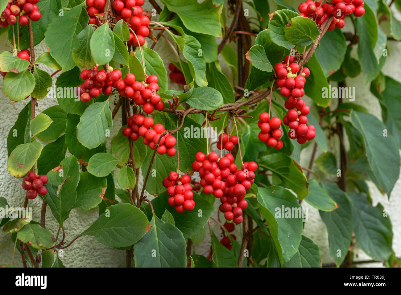 Magnolia-vite, Cinese magnolia-vite, (schisandra Schisandra chinensis 'Sadova n. 1', Schisandra chinensis Sadova n. 1), il ramo con frutti di bosco, cultivar Sadova n. 1 Foto Stock