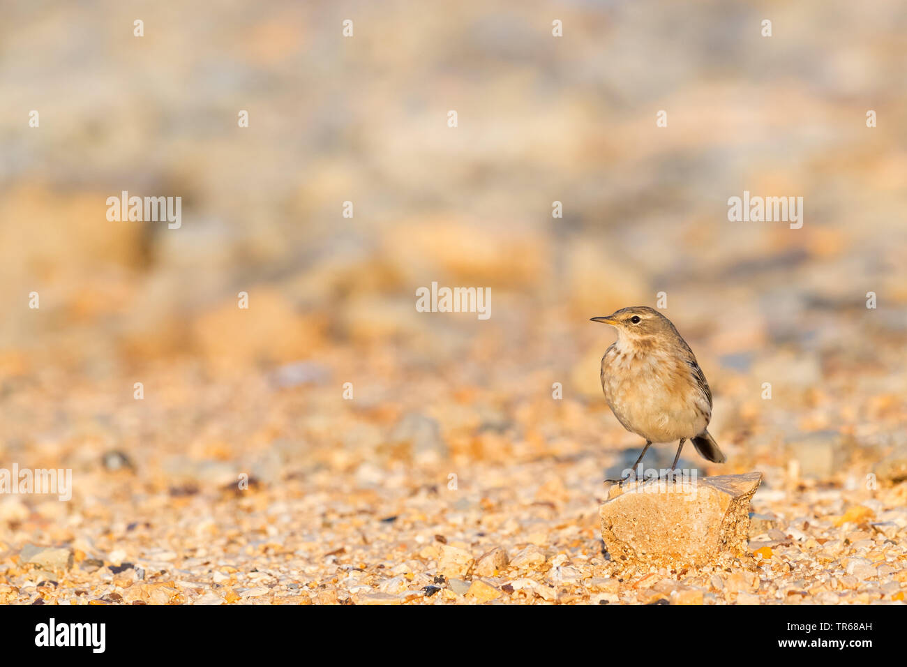 Brambling (Fringilla montifringilla), sul terreno, Israele Foto Stock