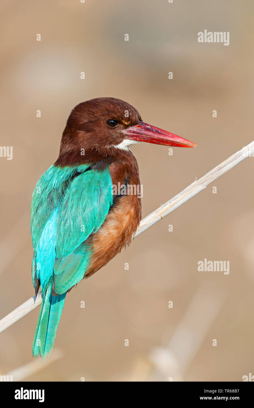 Bianco-throated kingfisher, bianco-breasted Kingfisher, Fiume Kingfisher (Halcyon smyrnensis), seduto sulla canna, Israele Foto Stock
