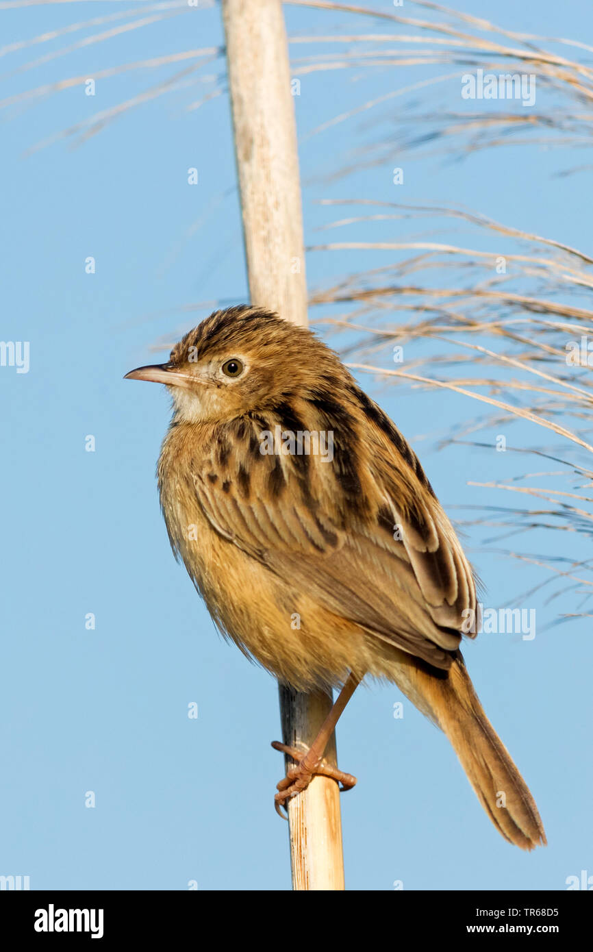 Zitting cisticola (Cisticola juncidis), il reed, Israele Foto Stock