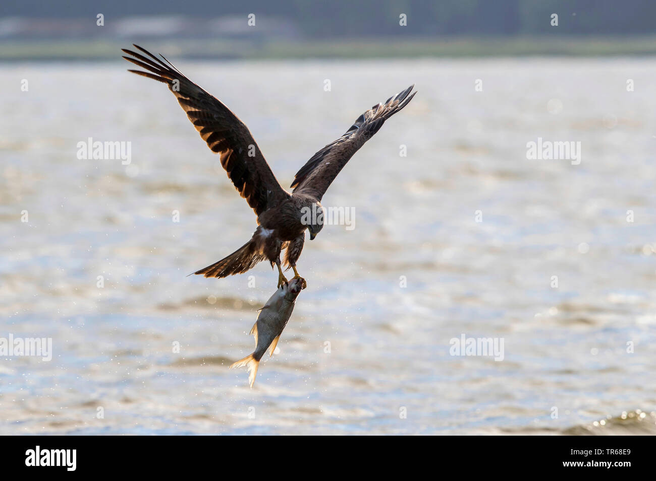 Nibbio, giallo-fatturati kite (Milvus migrans), volare con catturato il grande pesce del lago, Germania, Meclemburgo-Pomerania, Malchiner vedere Foto Stock