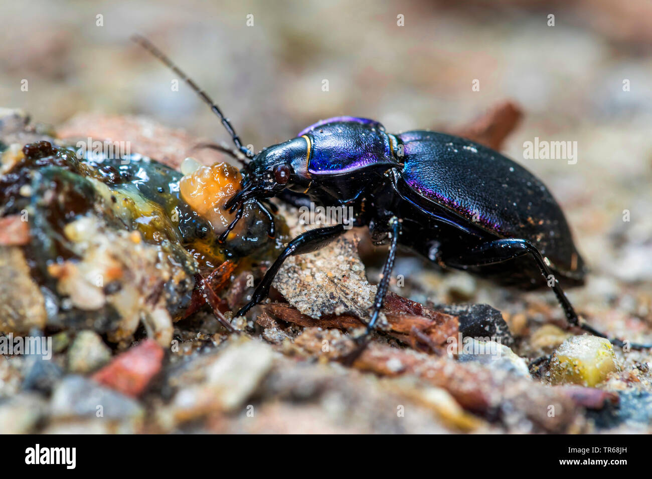 Massa viola beetle (Carabus tendente al violaceo), alimentazione di una lumaca morta, Germania, Meclemburgo-Pomerania Occidentale Foto Stock