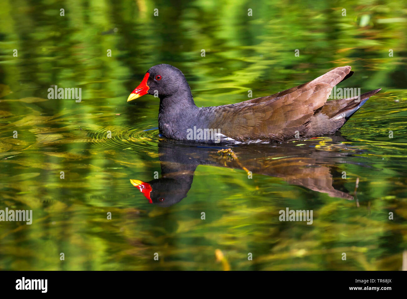 (Moorhen Gallinula chloropus), piscina in acqua, immagine speculare, Germania, Meclemburgo-Pomerania Occidentale Foto Stock