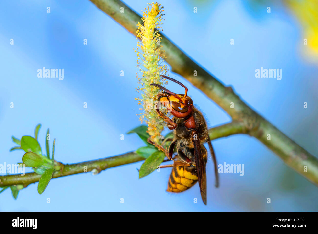 Hornet, marrone hornet, Europeo hornet (Vespa crabro), regina di alimentazione di polline di salice, Germania, Meclemburgo-Pomerania Occidentale Foto Stock