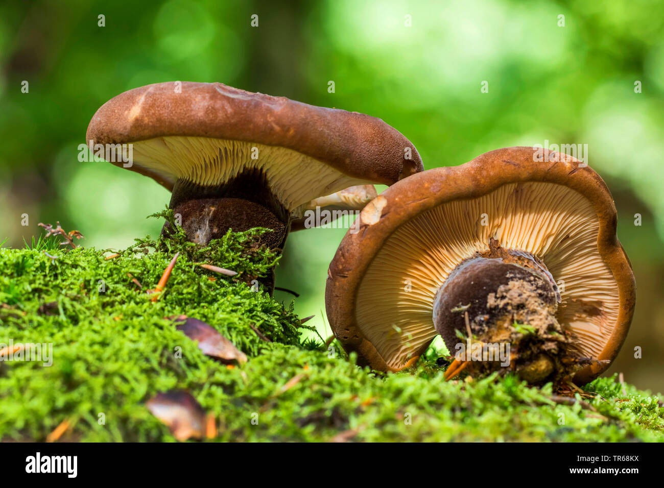 Il velluto-footed pax (Paxillus atrotomentosus), due corpi fruttiferi a massa di muschio, Germania, Meclemburgo-Pomerania Occidentale Foto Stock