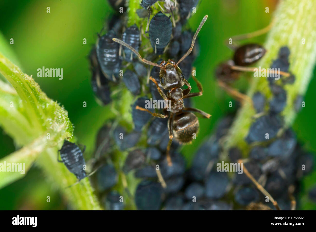 Fagioli neri, afide blackfly, nero wayame (Aphis fabae), fagioli neri afidi tenuto da giardino formiche, Germania, Meclemburgo-Pomerania Occidentale Foto Stock