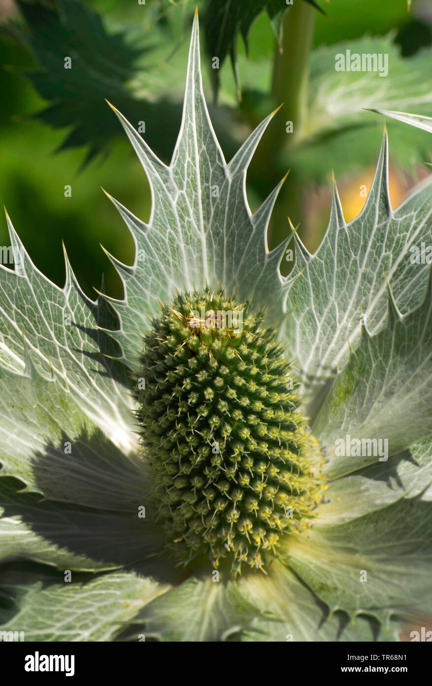 Miss Willmott del fantasma (Eryngium giganteum), infiorescenza Foto Stock