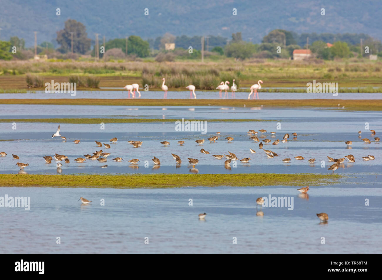 Ruff (Philomachus pugnax), truppa rovistando in acque poco profonde, fenicotteri in background, Israele Foto Stock