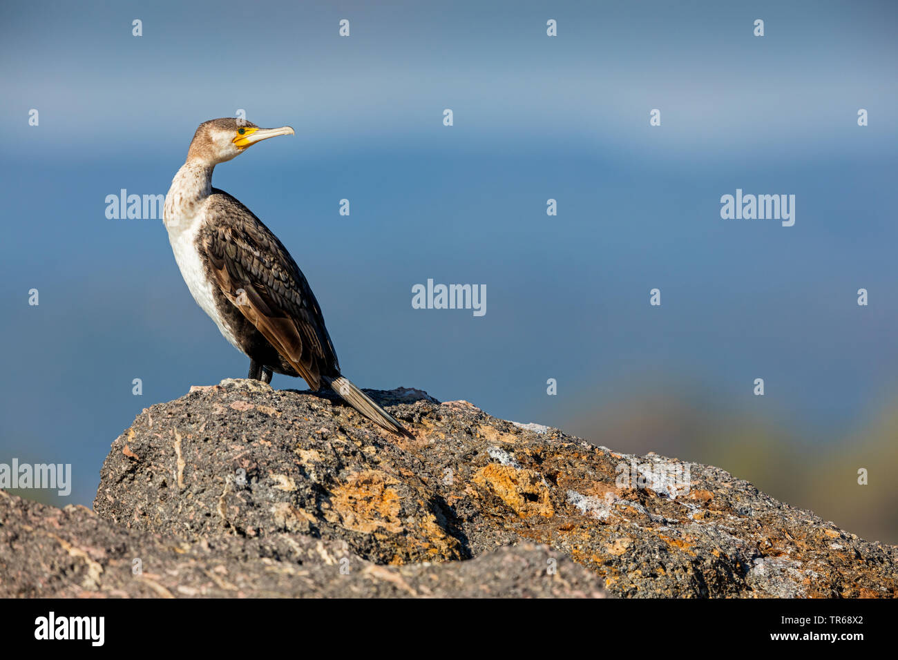 Cormorano (Phalacrocorax carbo), seduto su una roccia e guardando indietro, vista laterale, Grecia, Lesbo Foto Stock