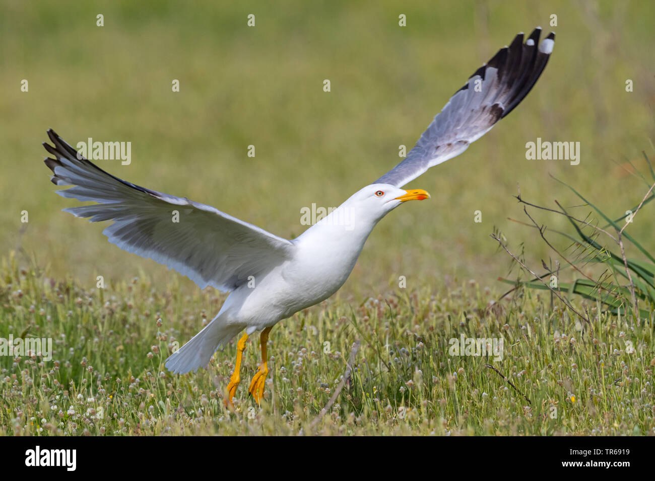 Giallo-zampe (gabbiano Larus michahellis, Larus cachinnans michahellis), a partire da terra, Grecia, Lesbo Foto Stock