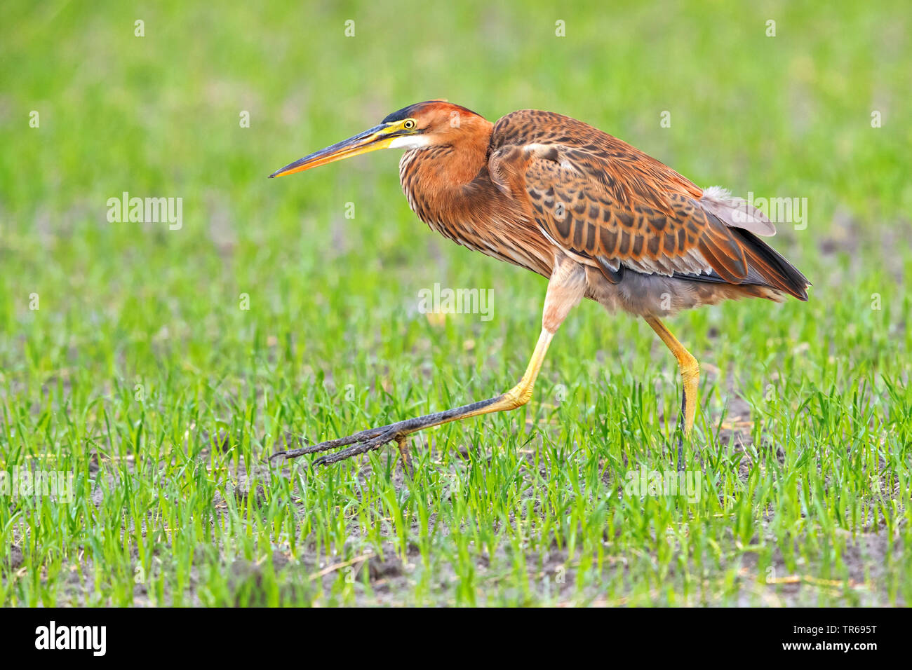 Airone rosso (Ardea purpurea), in zona umida, Israele Foto Stock