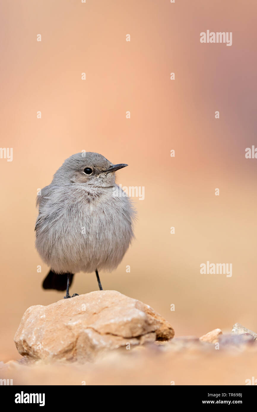 Blackstart (Cercomela melanura), su una pietra, Israele Foto Stock