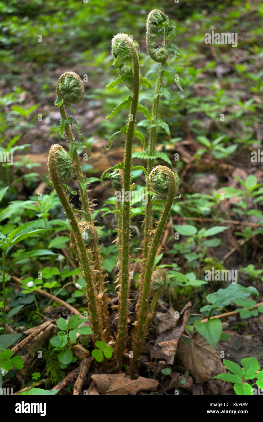 Felce maschio, felce Worm (Dryopteris filix-mas), lef lo sviluppo in una foresta di primavera, in Germania, in Baviera, Alta Baviera, Baviera superiore Foto Stock