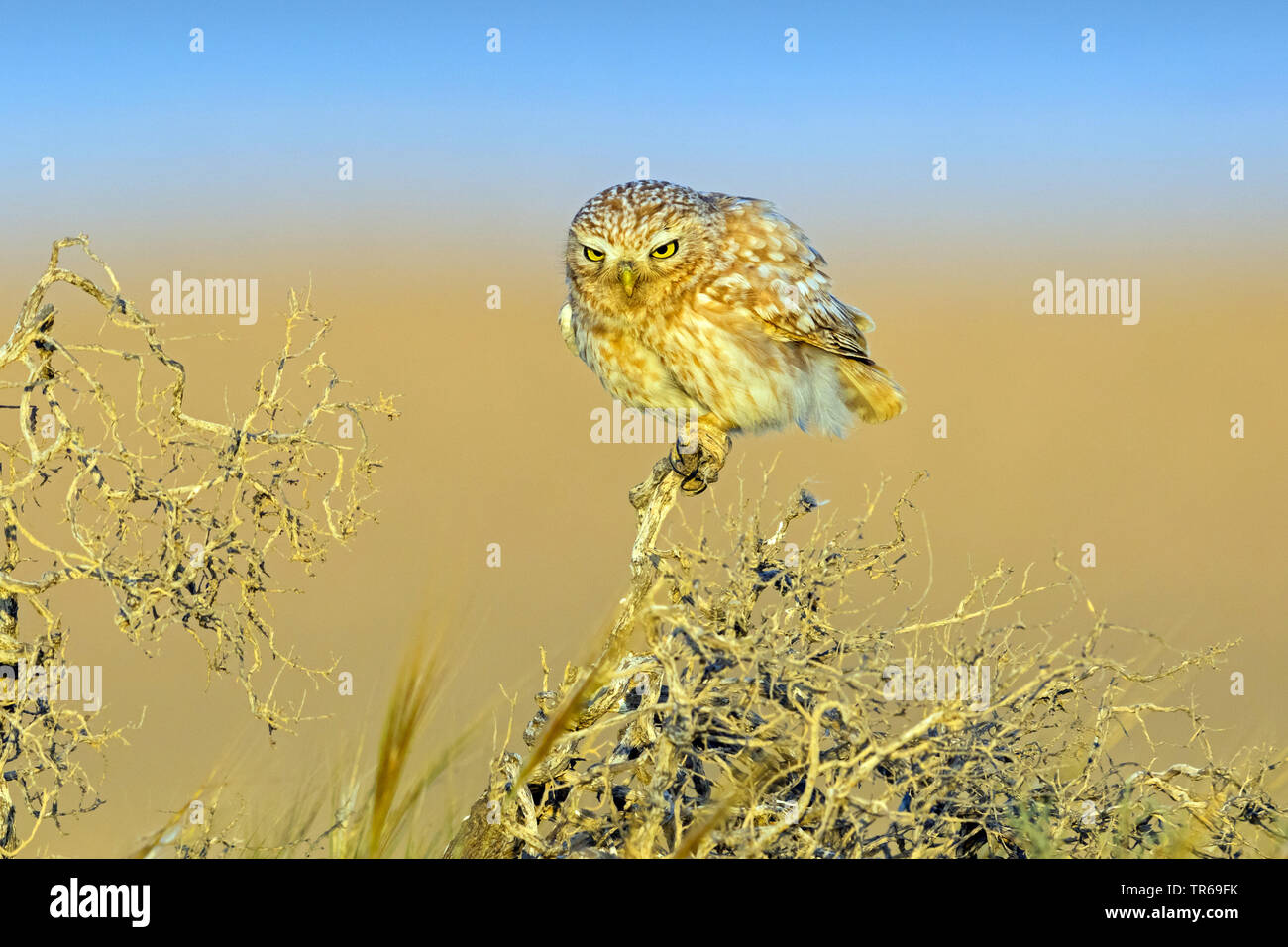 Civetta (Athene noctua), seduto su un roveto, Israele Foto Stock