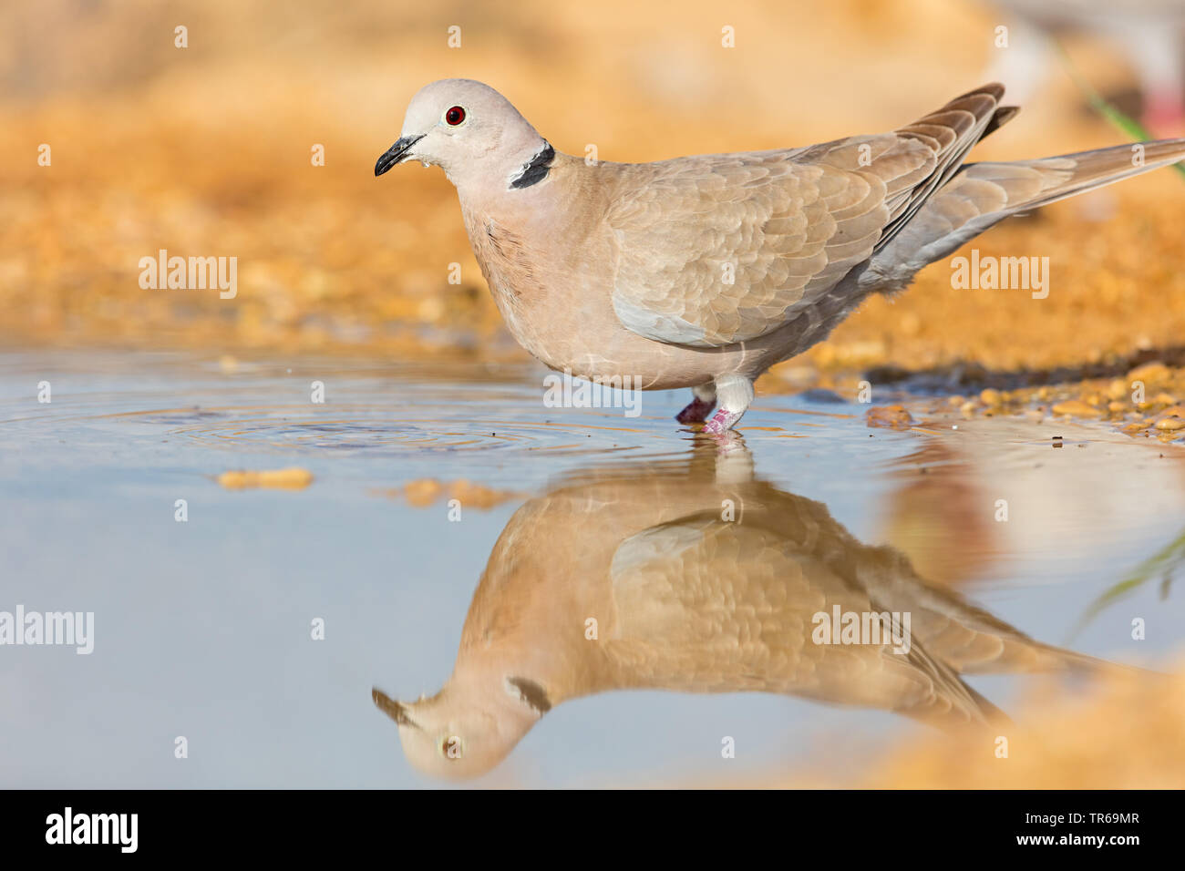 Colomba a collare (Streptopelia decaocto), in acqua, Israele Foto Stock