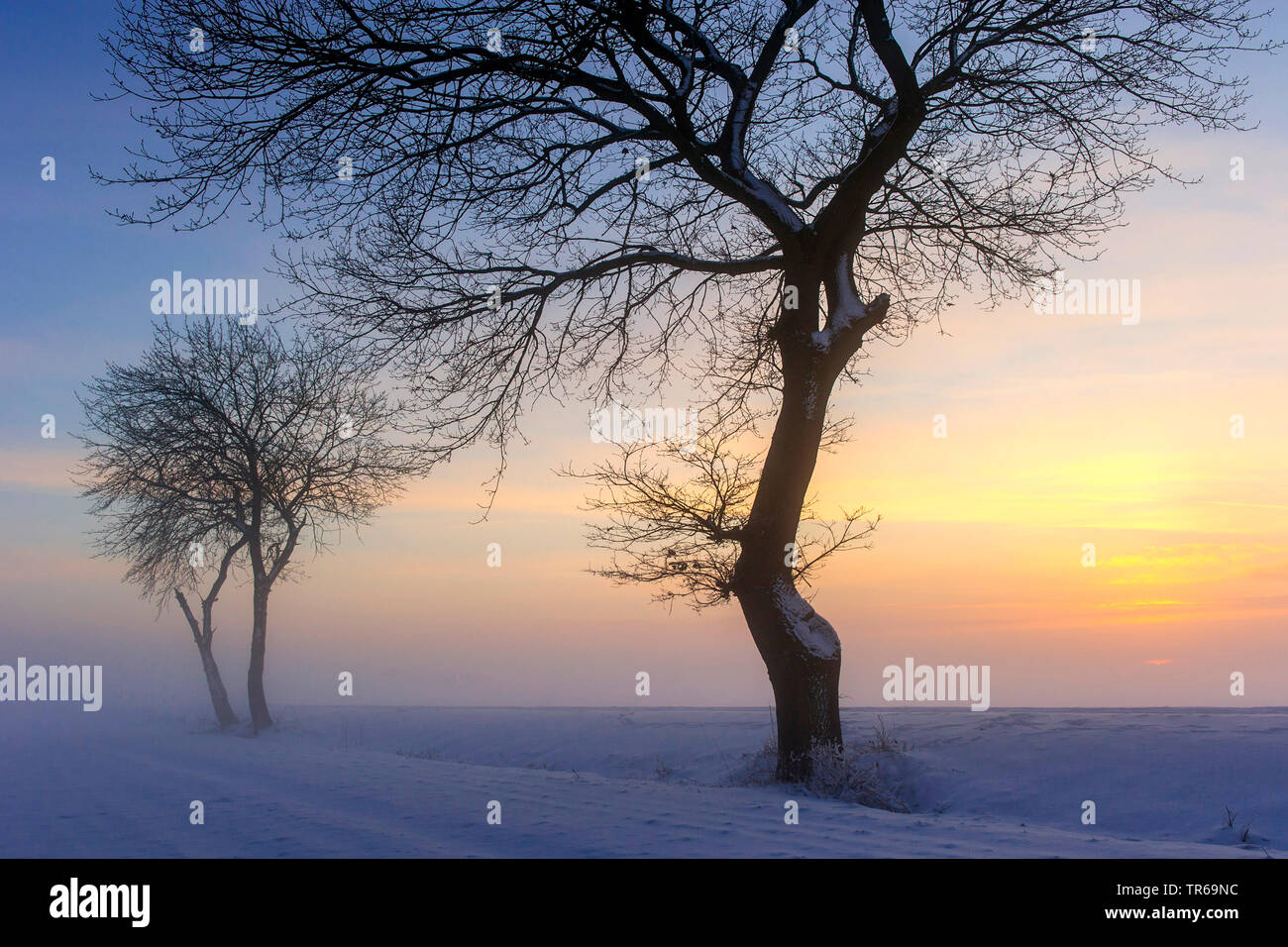 Alberi in inverno al tramonto, Germania, Bassa Sassonia Foto Stock