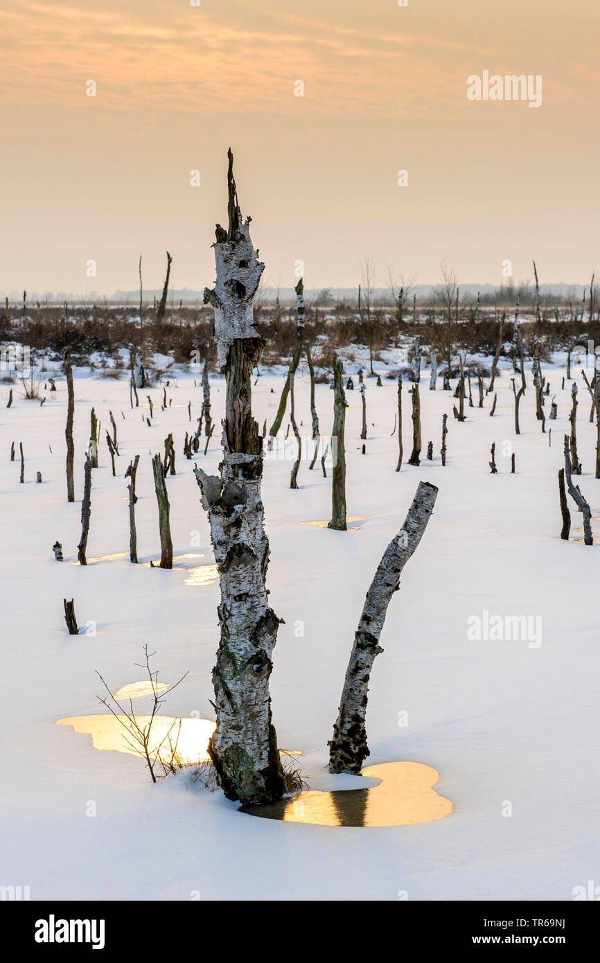 Roverella (betulla Betula pubescens), betulle morto in una palude, Germania, Bassa Sassonia, Diepholzer Moorniederung Foto Stock