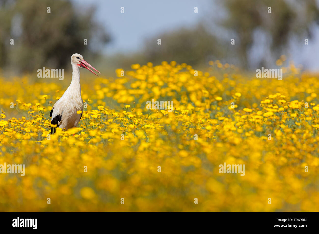 Cicogna bianca (Ciconia ciconia), stando in piedi in un fiore giallo tappeto, Grecia LESBO Foto Stock