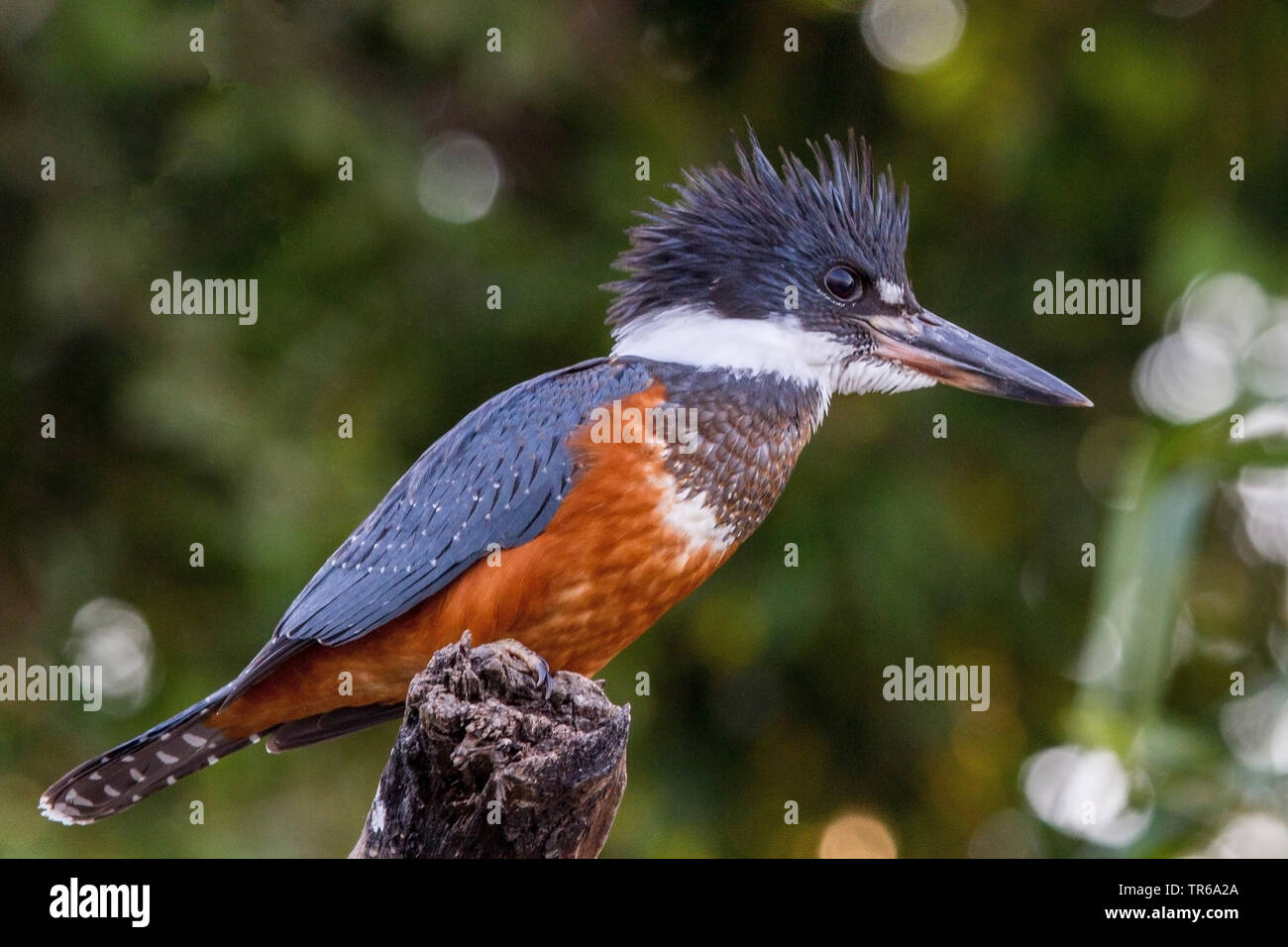 Di inanellare kingfisher (Megaceryle torquata), seduto su un ramo, Brasile, Pantanal, Pantanal Matogrossense Nationalpark Foto Stock