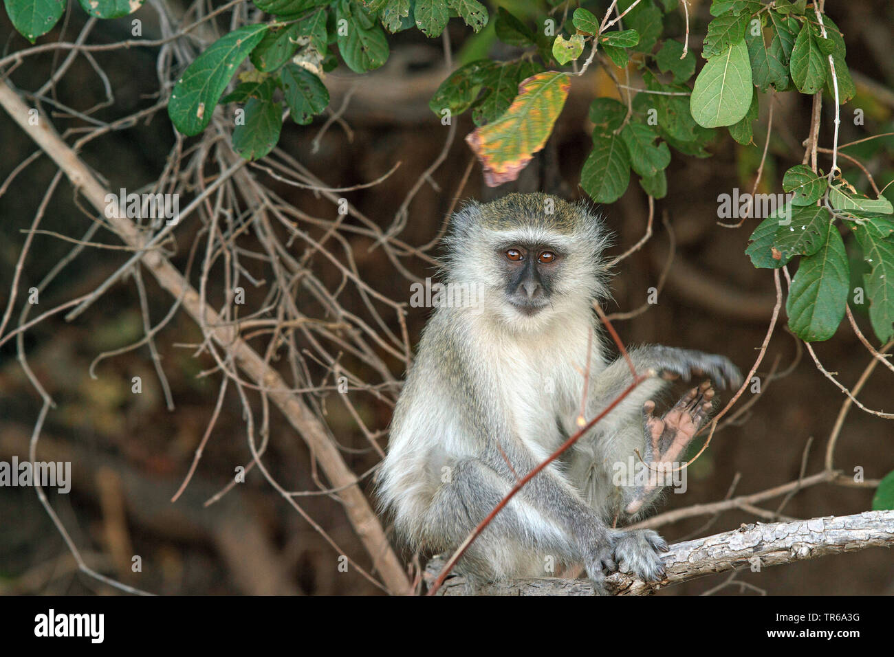 Green Monkey, Sabaeus scimmia, Callithrix monkey (Chlorocebus sabaeus), siiting su un albero, Zambia, Sud Luangwa National Park Foto Stock