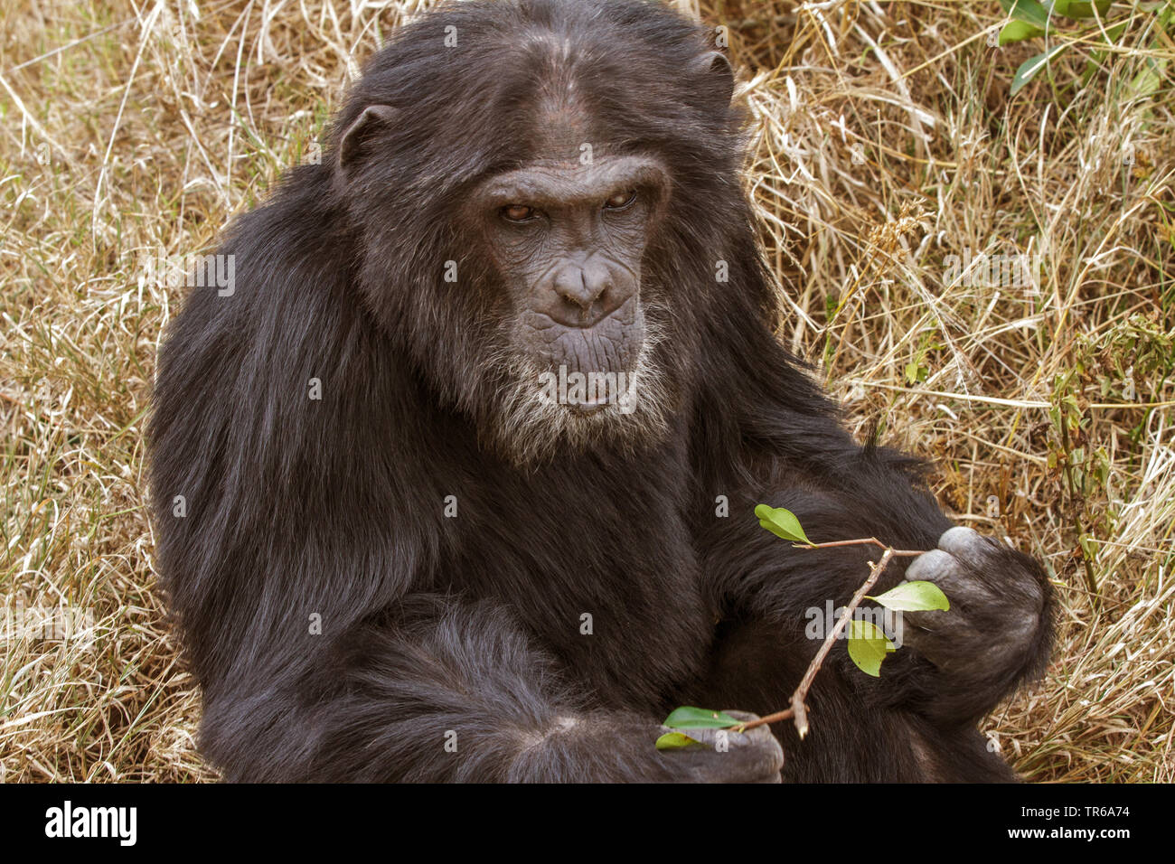 Scimpanzé comune (Pan troglodytes), giocando con un ramo, Kenya Foto Stock