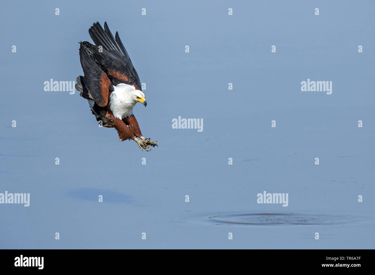 African fish eagle (Haliaeetus vocifer), a caccia di un pesce in acqua, Zambia, Sud Luangwa National Park Foto Stock