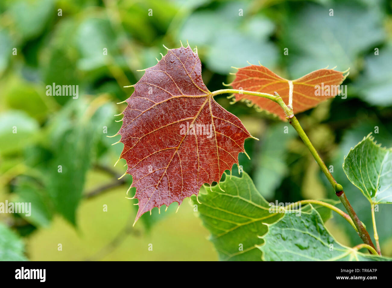 Henry's tiglio (Tilia henryana), foglie giovani, Germania, Bassa Sassonia Foto Stock