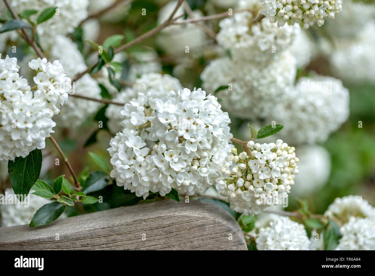 Viburnum (Viburnum "Eskimo", Viburnum eschimese), fioritura, cutivar Eschimese Foto Stock