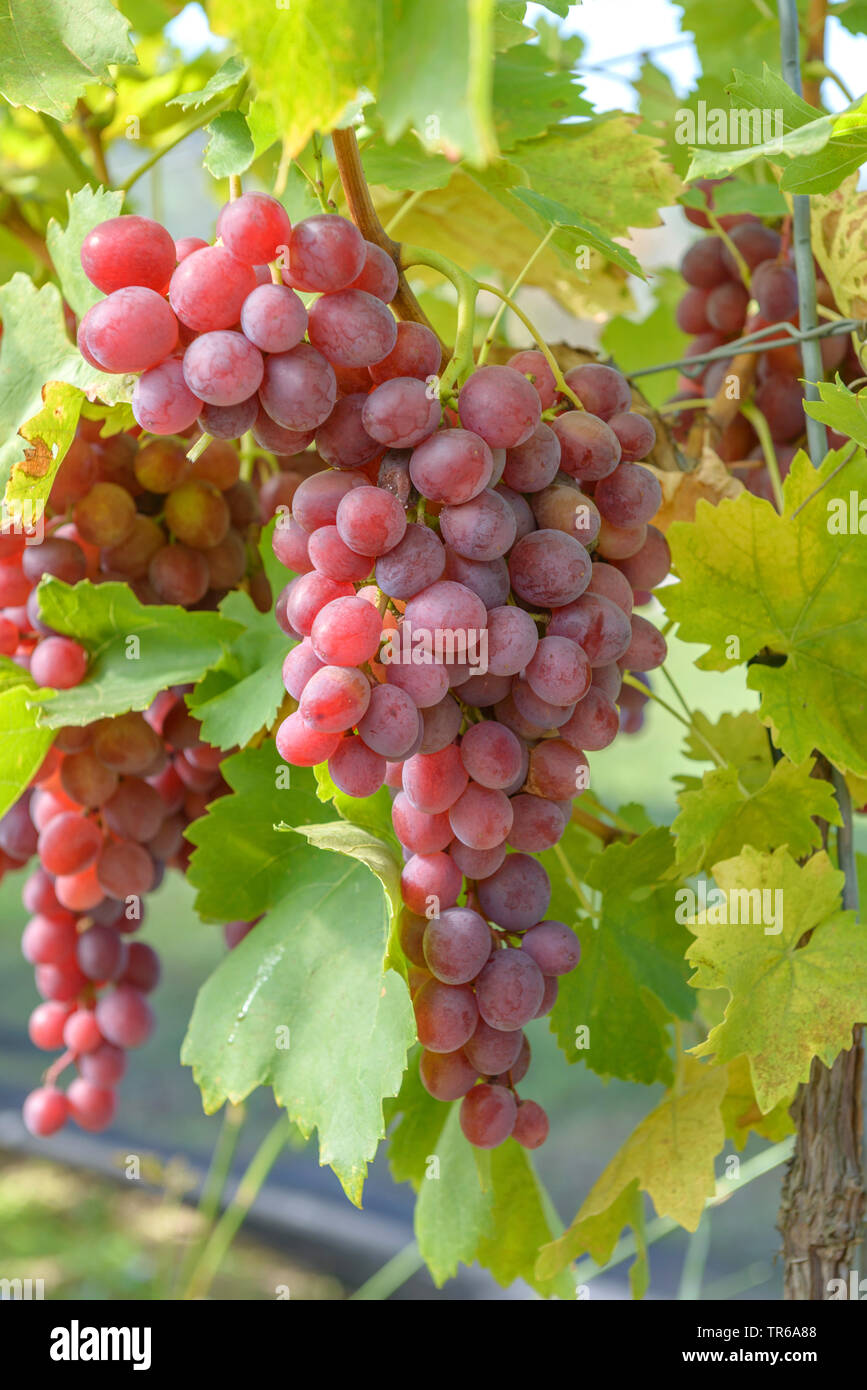 Vitigno, vite (Vitis vinifera 'Liwia', Vitis vinifera Liwia, Vitis 'Liwia', Vitis Liwia), le uve di cultivar Liwia, Germania Foto Stock