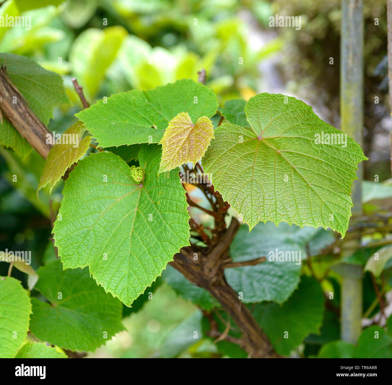 Crimson gloria di vite (Vitis coignetiae, Vitis kaempferi), foglie, Regno Unito, Inghilterra Foto Stock