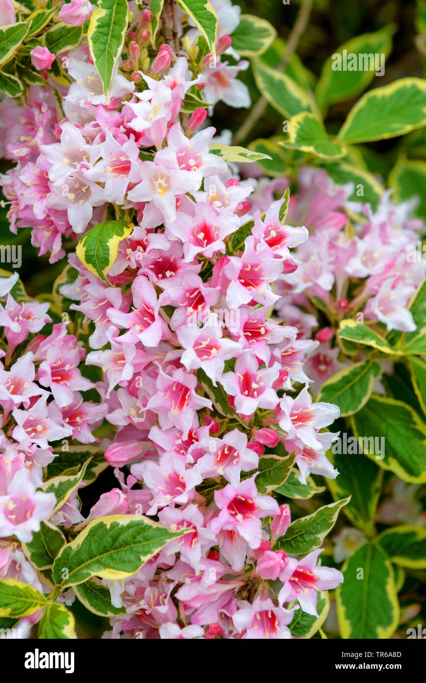 Vecchio stile (weigela Weigela 'Nana variegata', Weigela Nana variegata), fioritura, cultivar Nana variegata, Germania Foto Stock