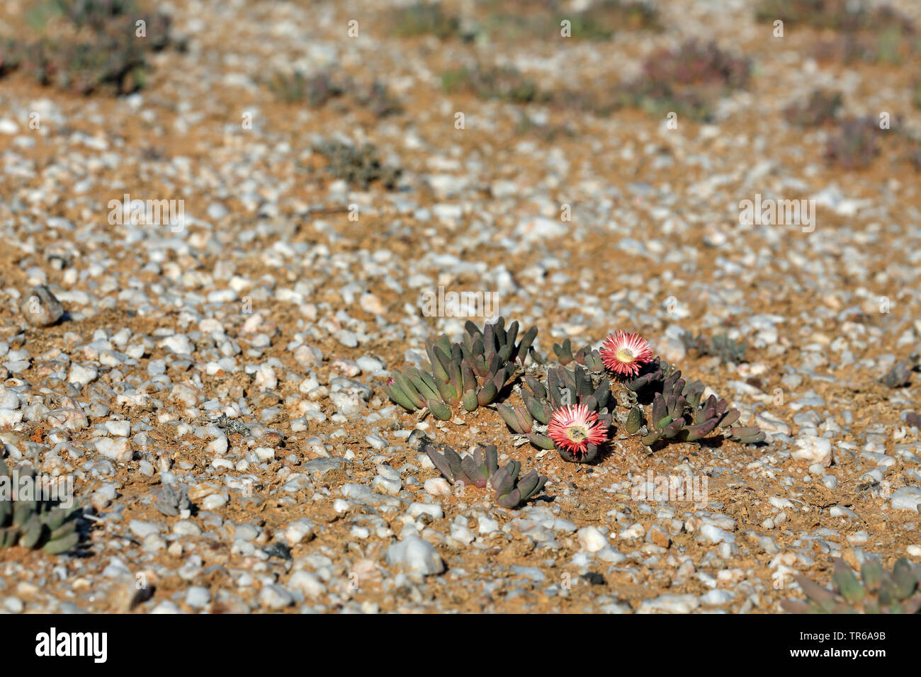 Iceplant (Cephalophyllum spissum), fioritura, Sud Africa, Knersvlakte Foto Stock