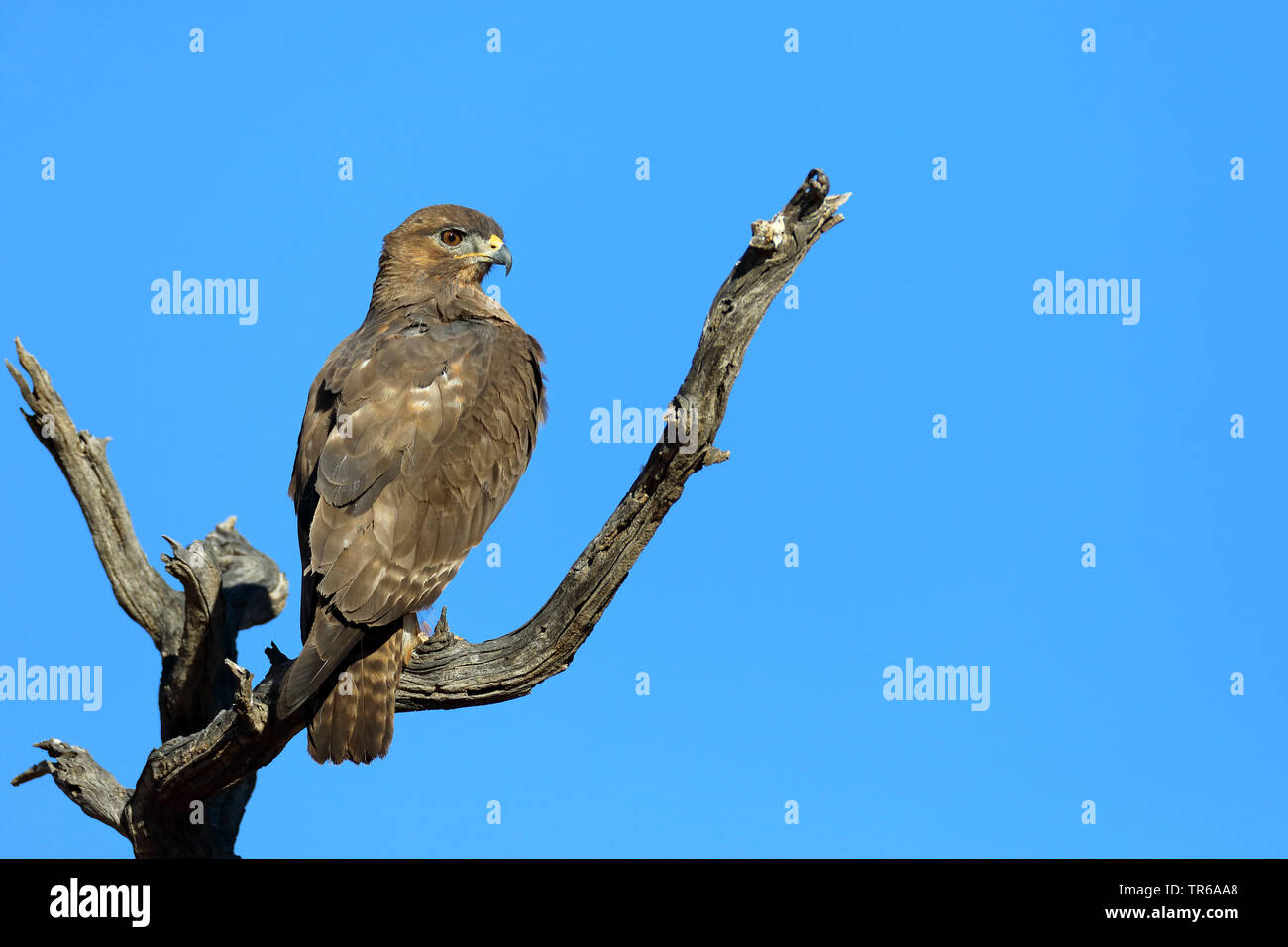 Steppa poiana (Buteo buteo vulpinus), seduto su un albero, Sud Africa, Kgalagadi transfrontaliera Parco Nazionale Foto Stock