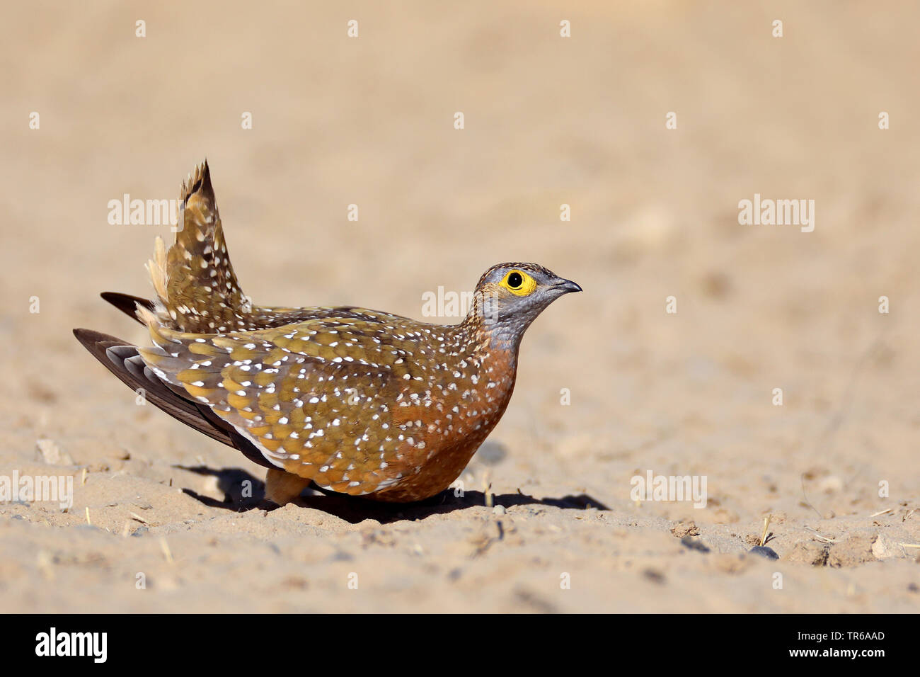 Sandgrouse variegato, la Burchell sandgrouse (Pterocles burchelli), maschio il ducking su terra, Sud Africa, Kgalagadi transfrontaliera Parco Nazionale Foto Stock