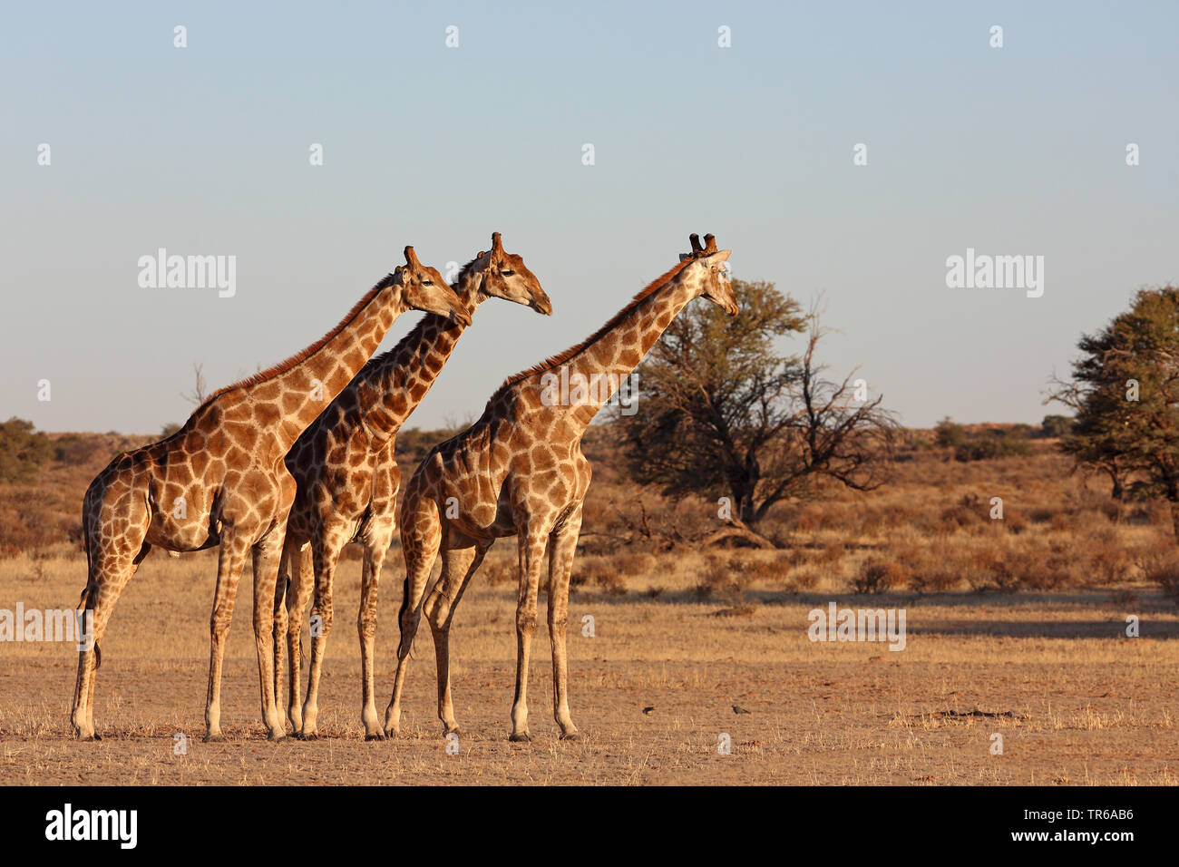 Giraffe (Giraffa camelopardalis), gruppo in piedi nella savana, Sud Africa, Kgalagadi transfrontaliera Parco Nazionale Foto Stock