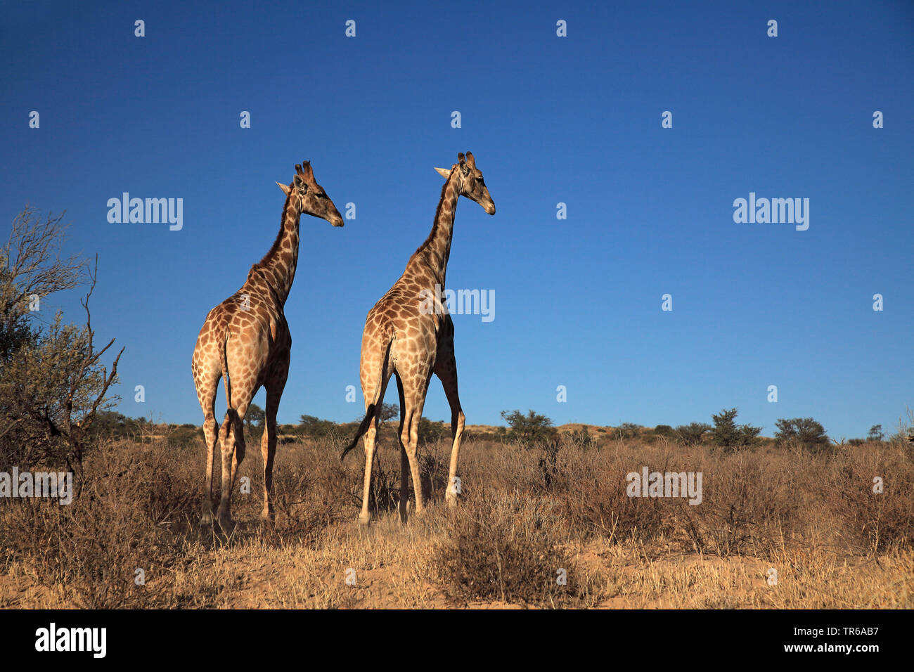 Giraffe (Giraffa camelopardalis), coppia a piedi nella savana, vista posteriore, Sud Africa, Kgalagadi transfrontaliera Parco Nazionale Foto Stock