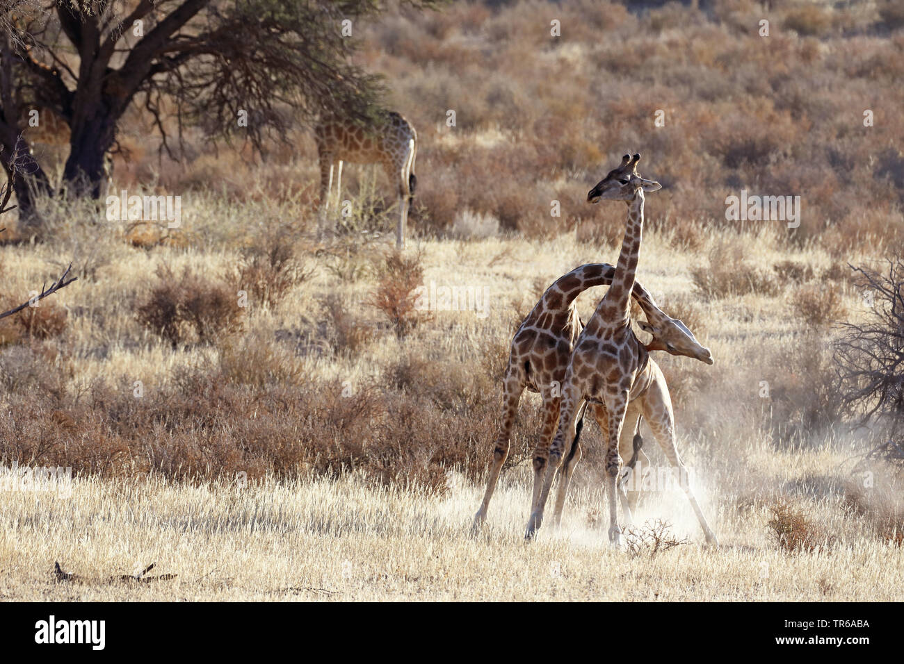 Giraffe (Giraffa camelopardalis), territoriale lotta tra due maschio giraffe nella savana, Sud Africa, Kgalagadi transfrontaliera Parco Nazionale Foto Stock