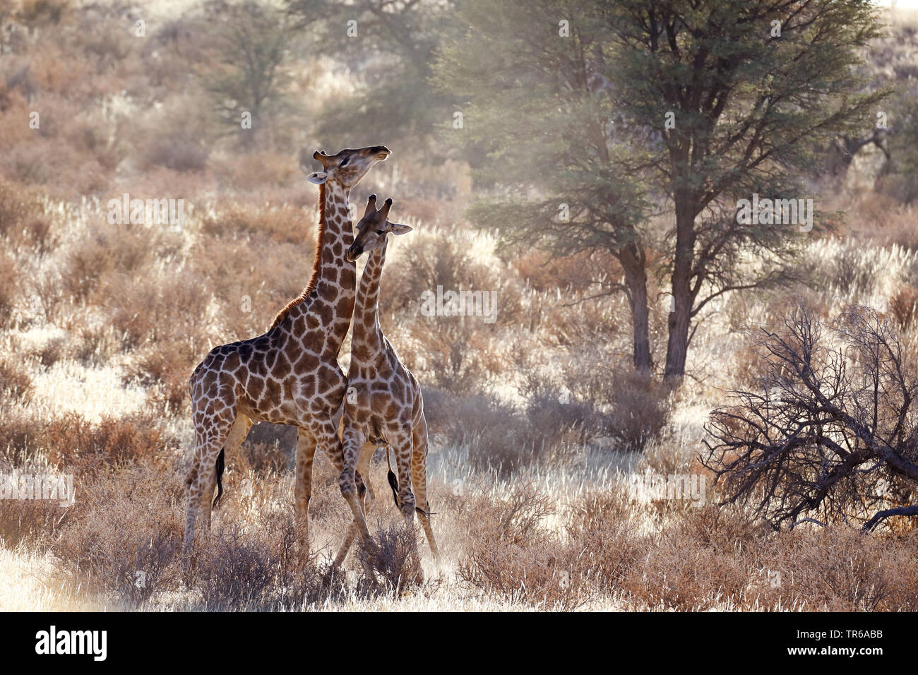 Giraffe (Giraffa camelopardalis), territoriale lotta tra due maschio giraffe nella savana, Sud Africa, Kgalagadi transfrontaliera Parco Nazionale Foto Stock