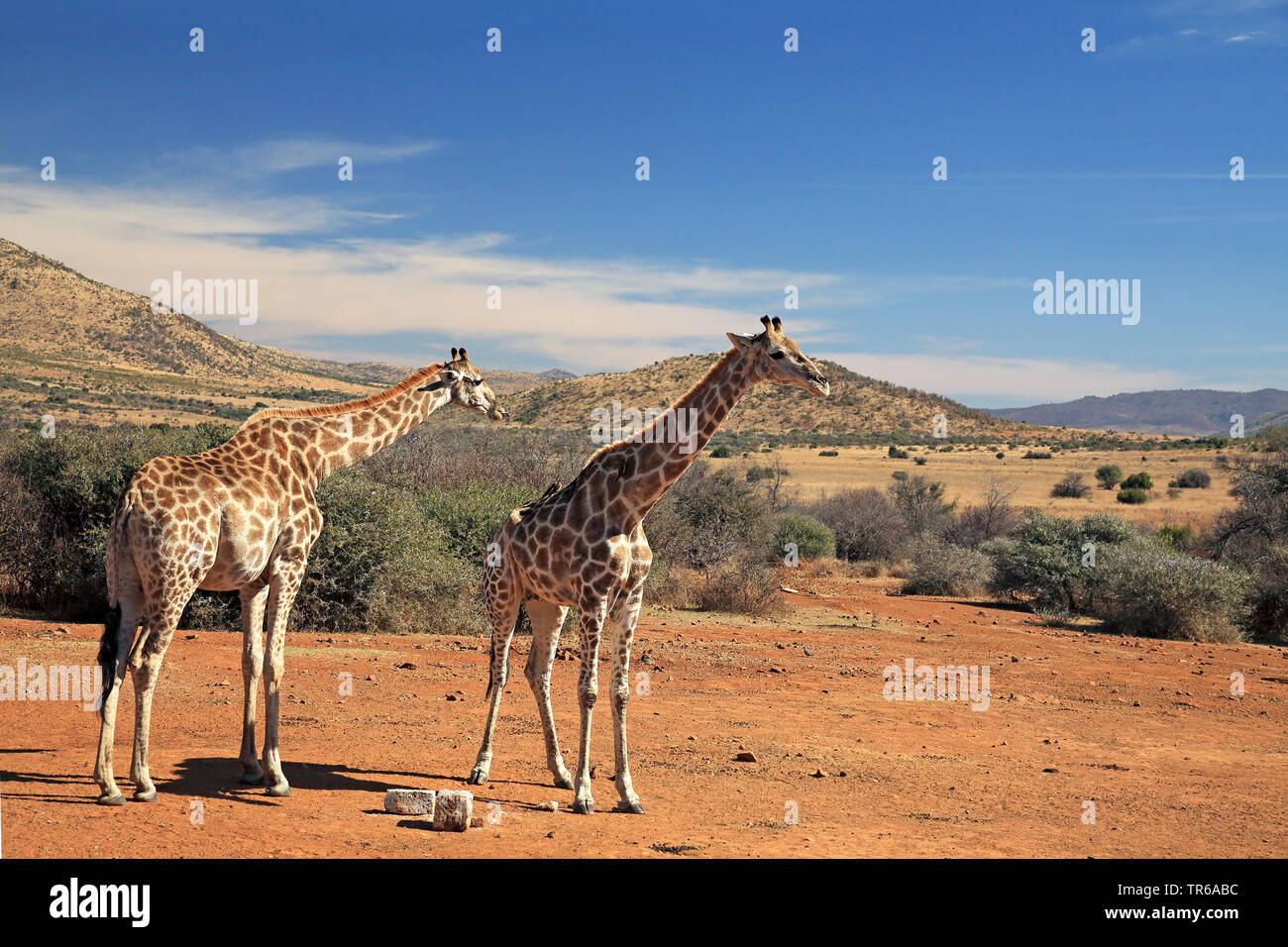 Giraffe (Giraffa camelopardalis), coppia in piedi nella savana, Sud Africa, nord ovest della provincia, il Parco Nazionale di Pilanesberg Foto Stock