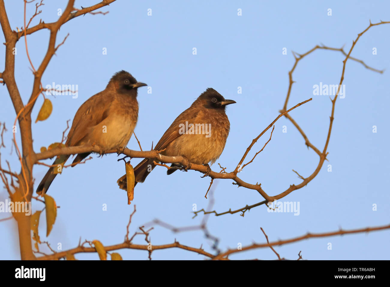 Giardino di bulbul, bulbul comune (Pycnonotus barbatus), coppia su di un albero, Sud Africa, nord ovest della provincia, il Parco Nazionale di Pilanesberg Foto Stock